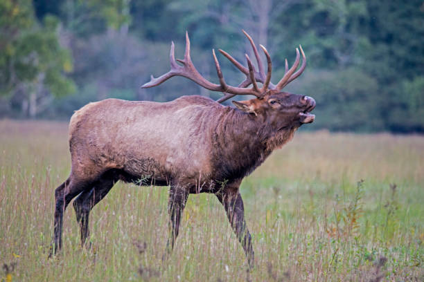 istock A bugling Elk in the Smokies lets the other elk know he's there. 1091879728
