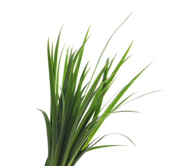 istock Bunch of green grass. 1091879742