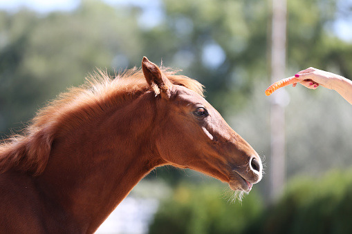Unknown rider girl feeding a sport horse with fresh carrot on the riding track