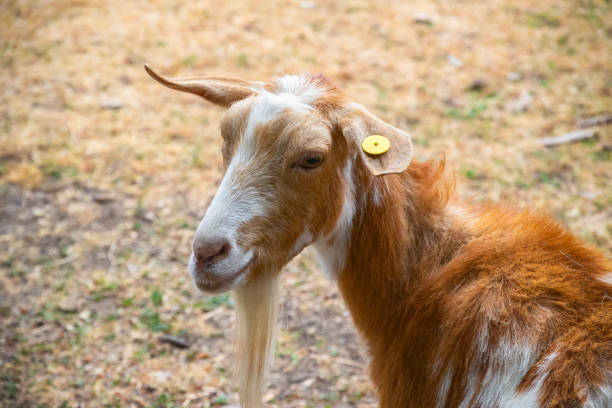 chèvre d’or guernesey à la ferme de ville de hackney à londres - hackney photos et images de collection