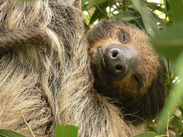 Sweet dreams of a sleeping sloth (Folivora) - closeup stock photo