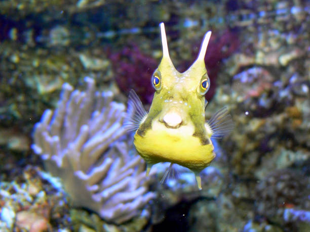 istock Yellow cow fish portrait 1091882744