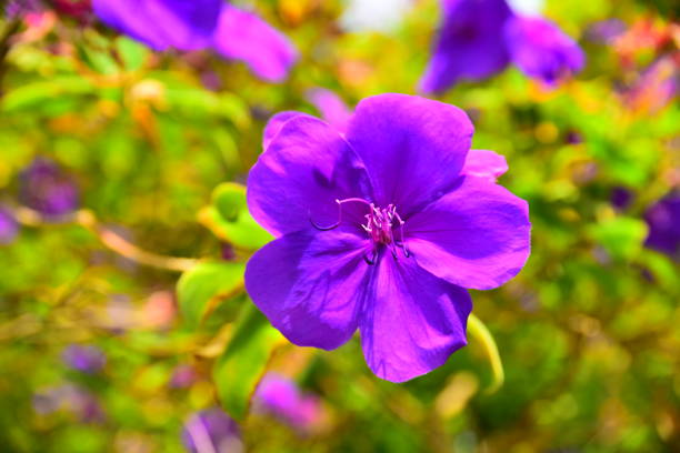 A close-up of an open blossom showing its texture and purple color.