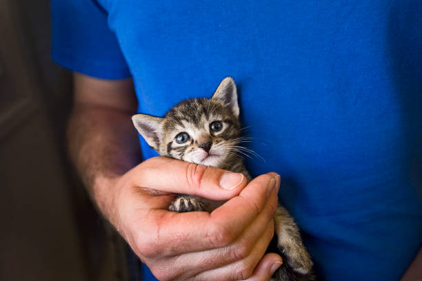 Man holding a kitten stock photo