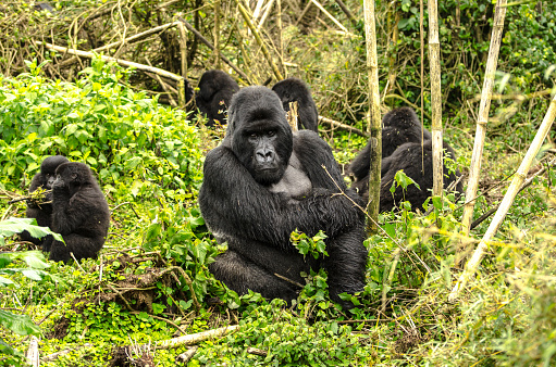 Gorilas de espalda plateada photo