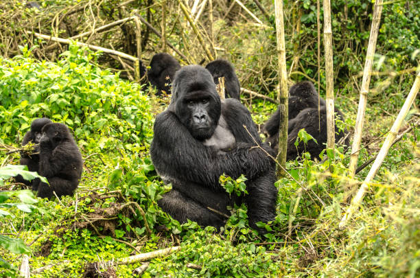 gorilas de dorso prateado - gorila - fotografias e filmes do acervo