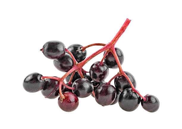 istock Sambucus nigra. Elderberries with twig isolated on white background. 1091888012