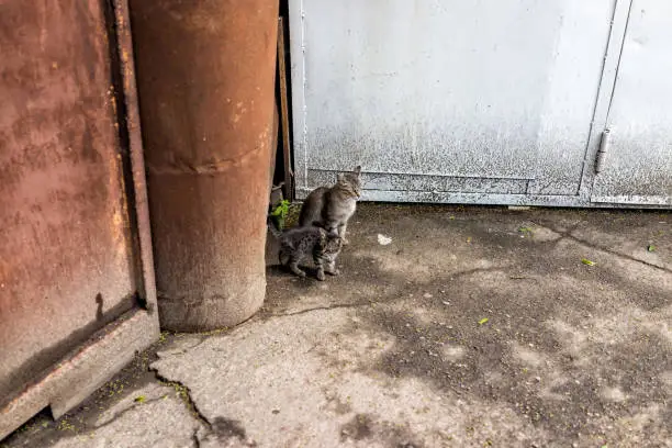 Stray tabby cats with kittens mother on sidewalk streets in Rivne, Ukraine on asphalt sidewalk, family