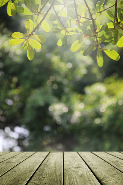 istock Wooden empty and blur green forest background. 1091892278