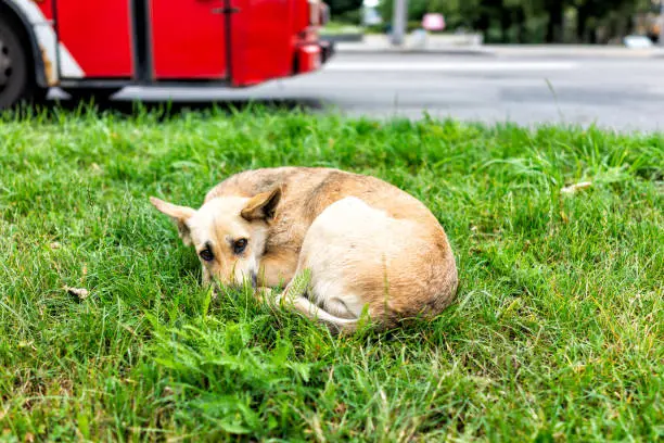 Homeless, sad, abandoned stray dog mutt lying down on sidewalk grass sleeping begging for food in Rivne, Ukraine street