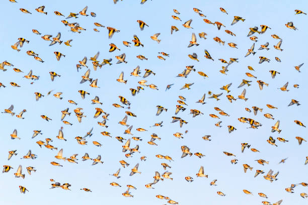 istock many beautiful birds revealing wings flying through the sky 1091894860