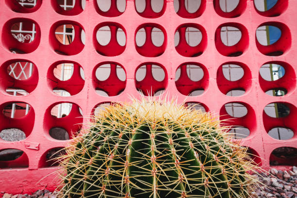 cactus frente a mediados de siglo modernos bloques de cemento - scenics building exterior tourist resort orange fotografías e imágenes de stock