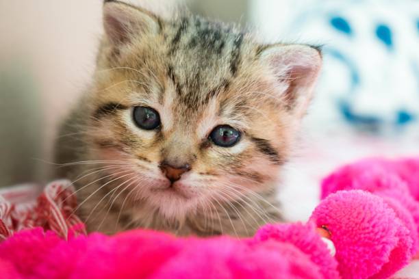 istock Striped tiger kitten on the blanket, 3 weeks cute small kitty with blue eyes 1091897258