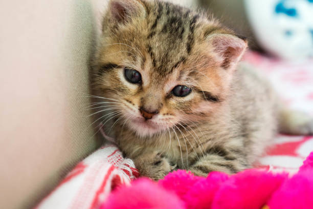 istock Striped tiger kitten on the blanket, 3 weeks cute small kitty with blue eyes 1091897300
