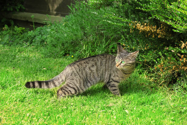 istock Cat hunting. Tabby cat outdoor on green grass. 1091898700