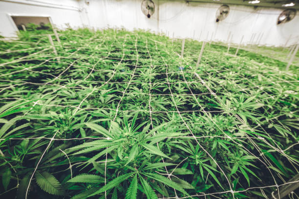 istock Indoor Marijuana Cultivation Warehouse Film Scan 1091898704