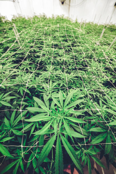 istock Marijuana Farm Canopy Overhead Portrait Background 1091898706