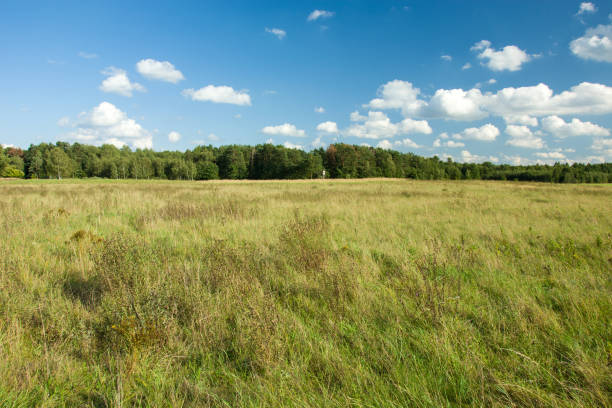 istock Wild green meadow and forest on the horizon 1091901970