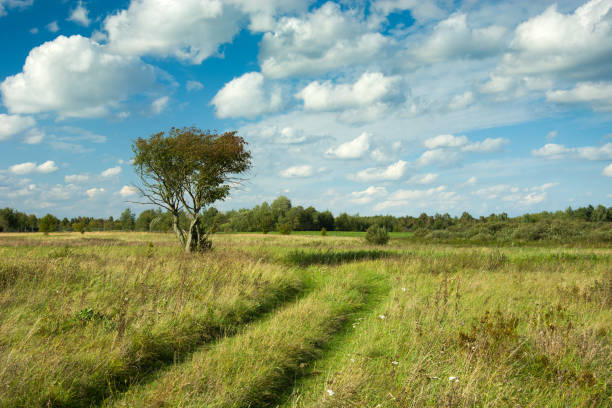 istock Road through a wild meadow and clouds on a blue sky 1091901978