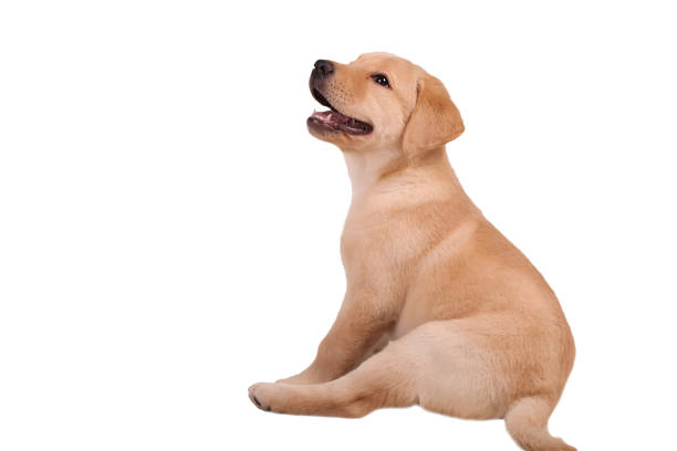 istock Beautiful Labrador retriever puppy isolated on white background 1091901988