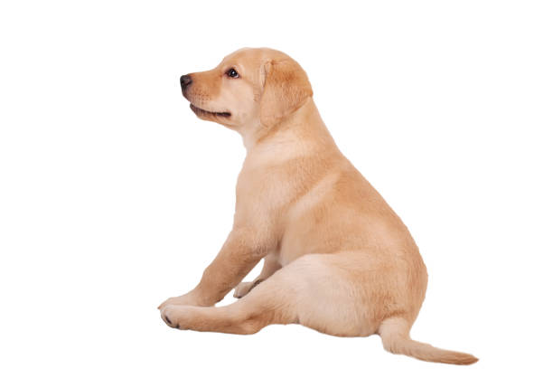 istock Labrador puppy, 7 weeks old, in front of white background 1091902010