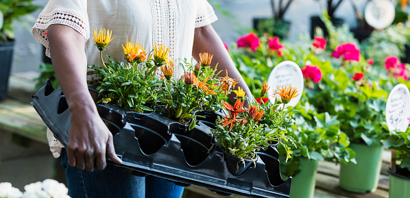 Cropped view of a senior African-American woman in her 60s shopping in a garden center or plant nursery. She is carrying a tray of flowers to plant in her garden.