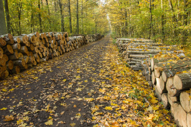 Cut trees lying by the road in the forest and yellow leaves