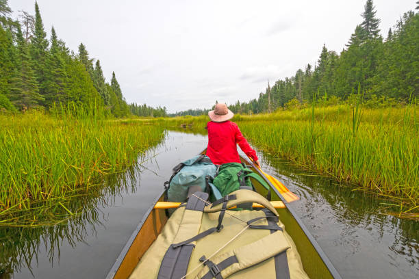 remando en un lago desierto verde en los bosques del norte - canoeing canoe minnesota lake fotografías e imágenes de stock