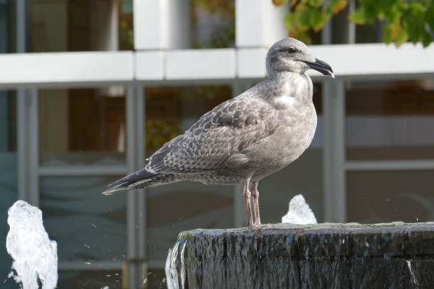 istock City of Vancouver, Canada 1091904210