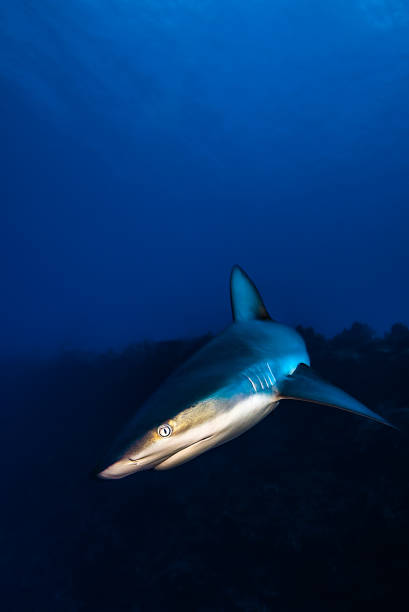 istock Grey reef Shark encounter in the Caribbean. 1091906430