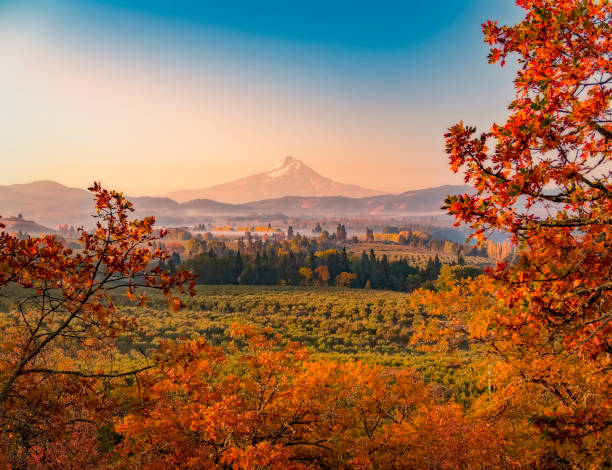 alba autunnale guardando oltre i frutteti e vigneti con mt hood in lontananza guardando a sud verso la montagna - oregon foto e immagini stock