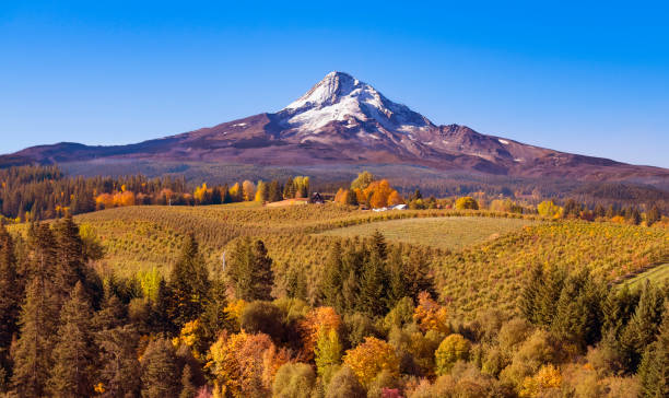 Aerial view of Mt Hood with a fruit orchard in the foreground on an autumn day just after sunrise looking south towards the mountain Aerial view of Mt Hood with a fruit orchard in the foreground on an autumn day just after sunrise looking south towards the mountain mt hood photos stock pictures, royalty-free photos & images