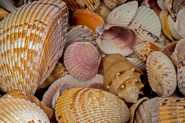 istock Stacks of seashells cluster together on Sanibel Island. 1091908298