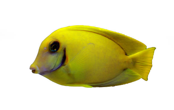 istock Lemon Tang aka Chocolate tang (Acanthurus sp.) 1091910126