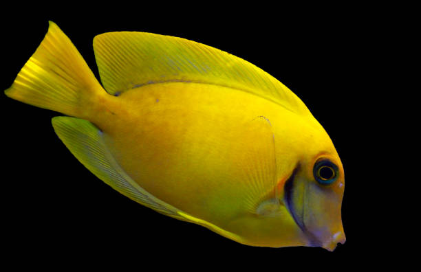 istock Lemon Tang aka Chocolate tang (Acanthurus sp.) 1091910132