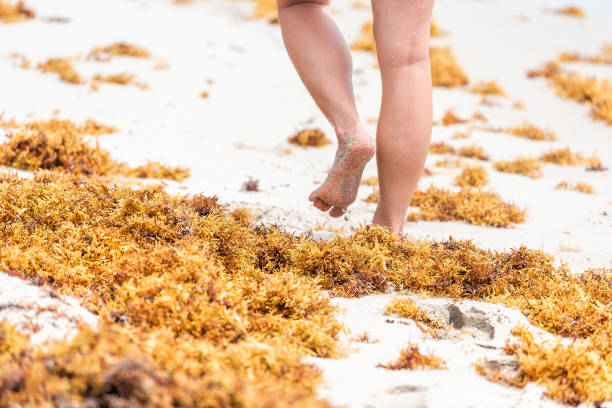 Legs of woman walking closeup on beach during sunny day in Miami, Florida with yellow sargassum seaweed Legs of woman walking closeup on beach during sunny day in Miami, Florida with yellow sargassum seaweed sargassum stock pictures, royalty-free photos & images