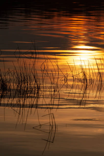 istock Warm sunset reflected in calm water with reed silhouette 1091910846