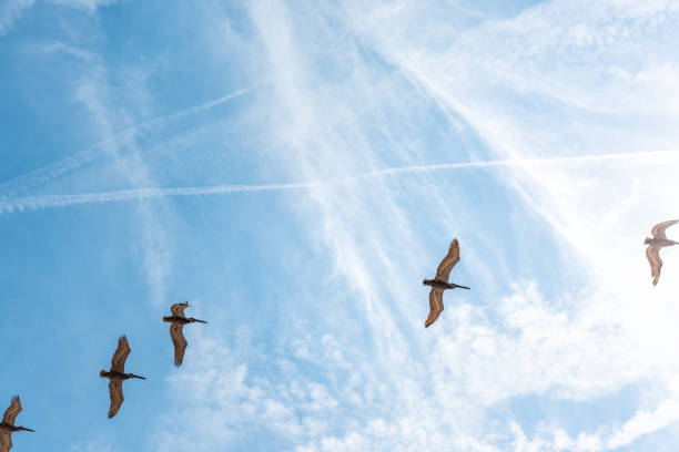 飛行鳥ペリカンが多く集う、低角度を探してマリンランド、フロリダでの日中の青い空天空 - sky only pattern arrangement nature ストックフォトと画像