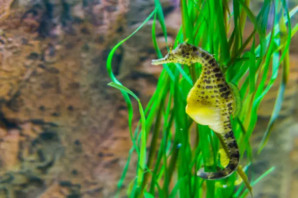 Photo of big belly sea horse in macro closeup, yellow color with black spots, tropical fish from the australian ocean