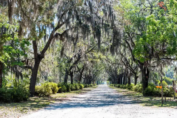 Nobody on street road landscape with oak trees and trail path in Savannah, Georgia famous Bonaventure cemetery, spanish moss