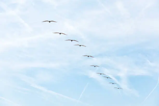 Blue sky skyscape day in Marineland, Florida looking up low angle with many flock of bird pelicans flying away