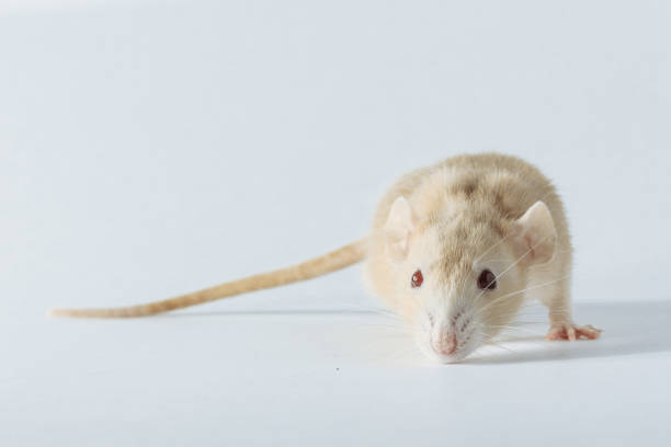 istock white laboratory rat isolated on white background 1091913092