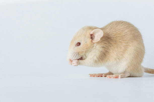 istock white laboratory rat isolated on white background 1091913126