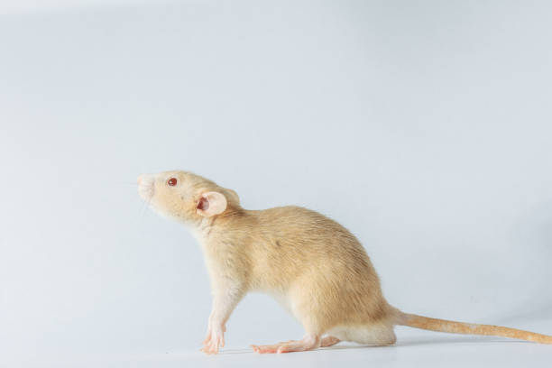 istock white laboratory rat isolated on white background 1091913170