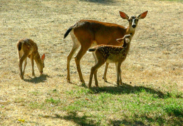 close up of deer