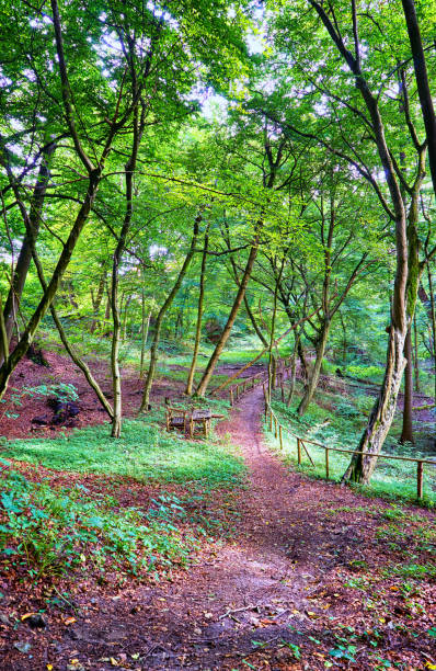 istock Picnic table and wooden benches in an idyllic green forest. 1091919800