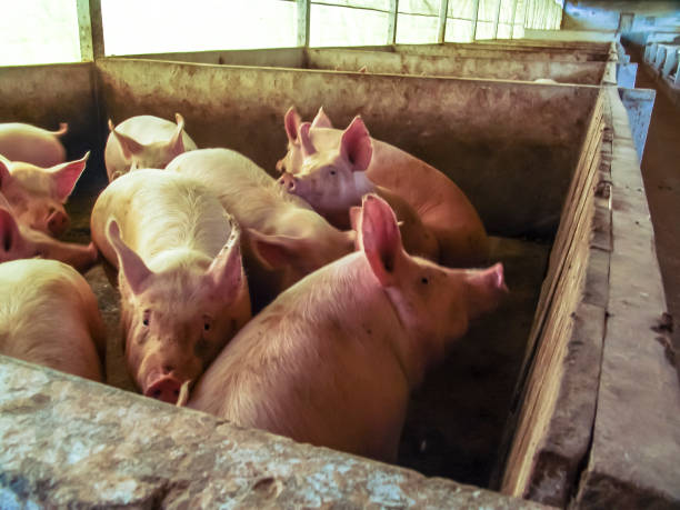 istock A small piglet in the farm 1091920558