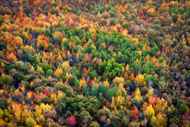 ケベック、カナダ、秋のシーズンのバック グラウンドで変更するメープル ツリーの葉色します。 - canada canadian culture leaf maple ストックフォトと画像
