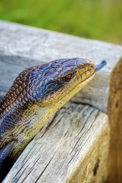 Blue Tongue Lizard Blue tongue skink with tongue sticking out tiliqua scincoides stock pictures, royalty-free photos & images