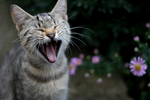 Cute brown tabby cat yawning in the garden. Selective focus.